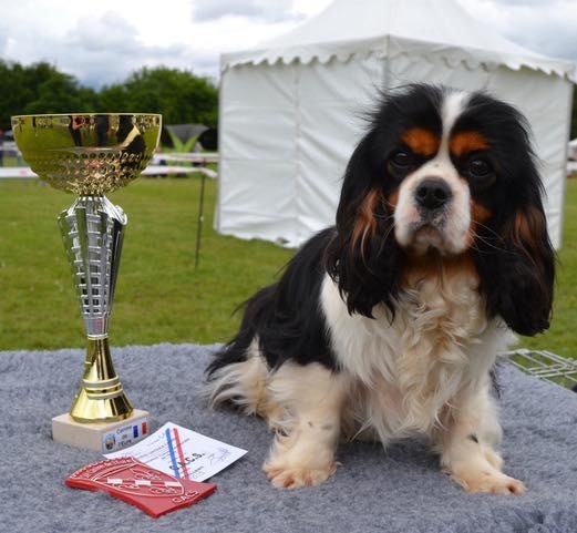 Des Cavaliers Du Prieuré - Exposition d'Evreux le 30.05.2019