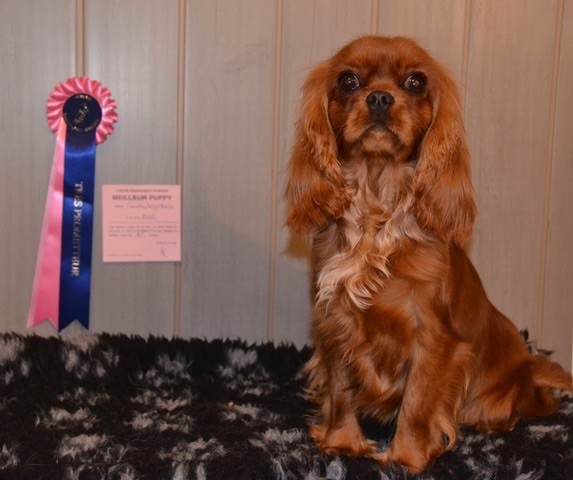 Des Cavaliers Du Prieuré - Suzanne meilleur puppy Exposition Spéciale de race Troyes 02/02/2020