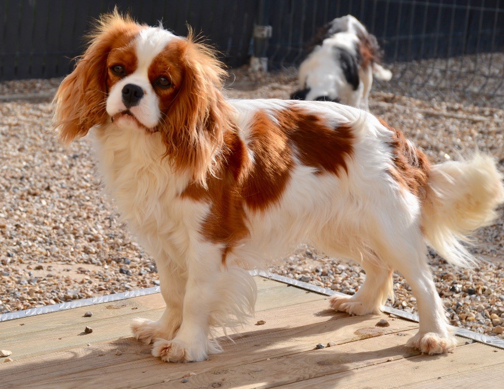 Reine de normandie Des Cavaliers Du Prieuré