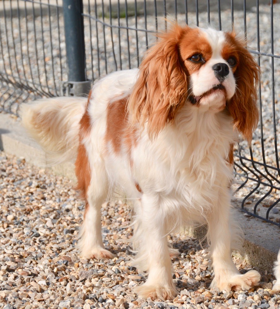 Reine de normandie Des Cavaliers Du Prieuré