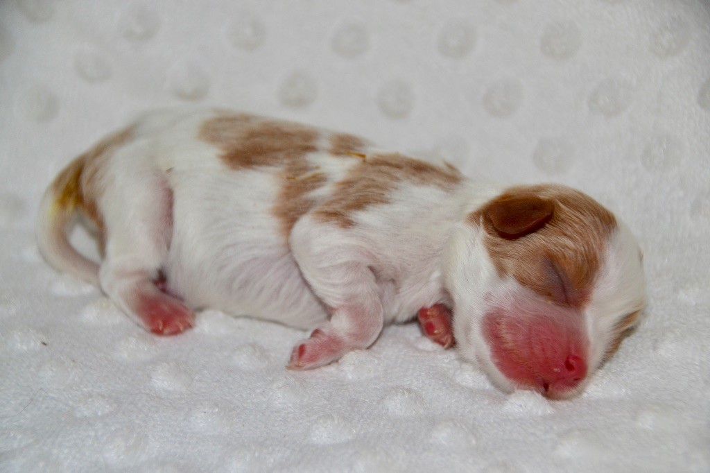 Des Cavaliers Du Prieuré - Chiot disponible  - Cavalier King Charles Spaniel