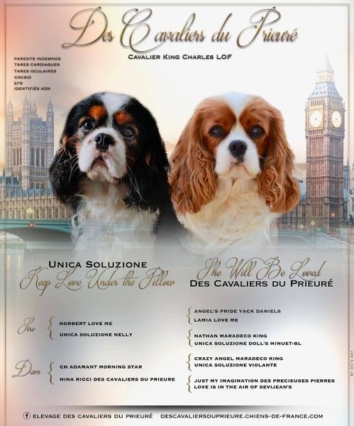 chiot Cavalier King Charles Spaniel Des Cavaliers Du Prieuré