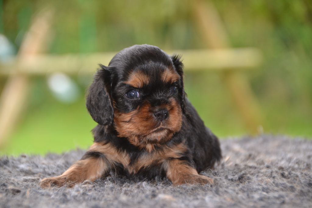 Des Cavaliers Du Prieuré - Chiot disponible  - Cavalier King Charles Spaniel