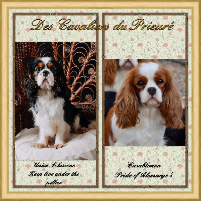 Des Cavaliers Du Prieuré - Cavalier King Charles Spaniel - Portée née le 11/12/2024