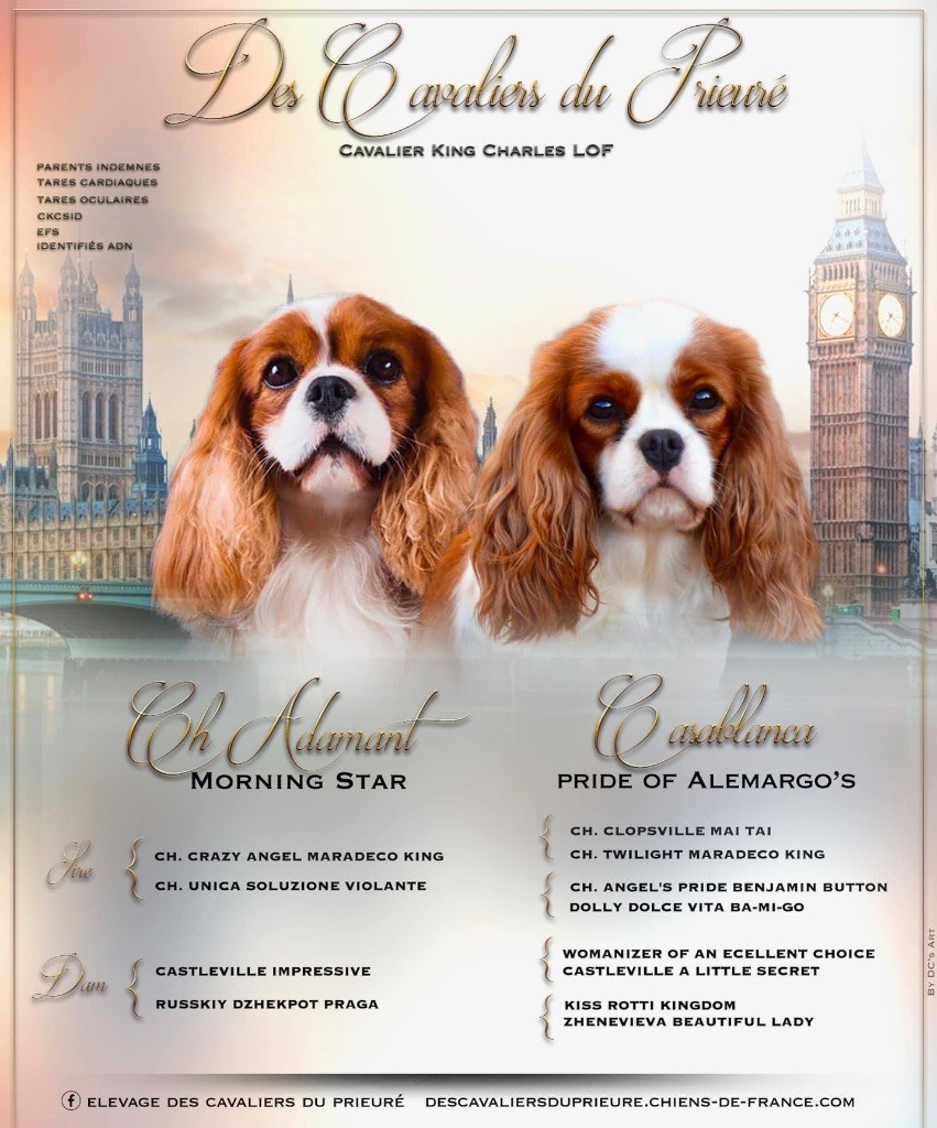 chiot Cavalier King Charles Spaniel Des Cavaliers Du Prieuré