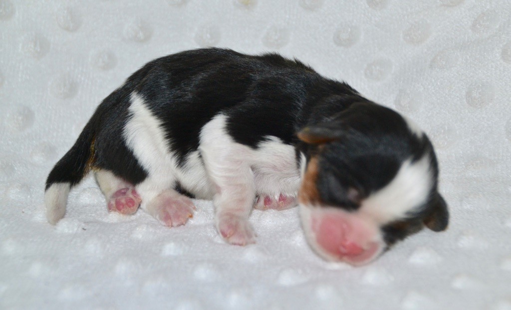 Des Cavaliers Du Prieuré - Chiot disponible  - Cavalier King Charles Spaniel