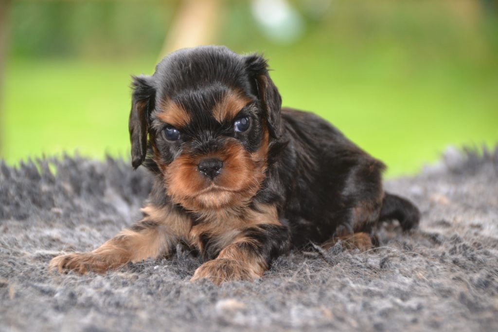 Des Cavaliers Du Prieuré - Chiot disponible  - Cavalier King Charles Spaniel