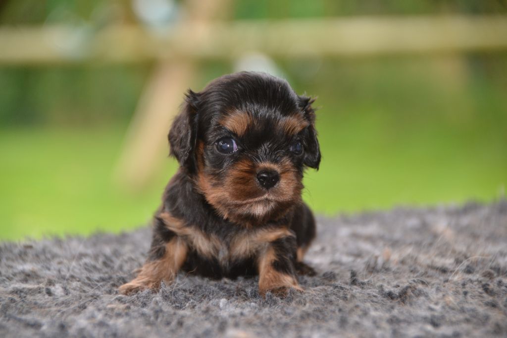 Des Cavaliers Du Prieuré - Chiot disponible  - Cavalier King Charles Spaniel