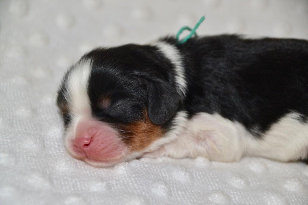 Des Cavaliers Du Prieuré - Chiot disponible  - Cavalier King Charles Spaniel