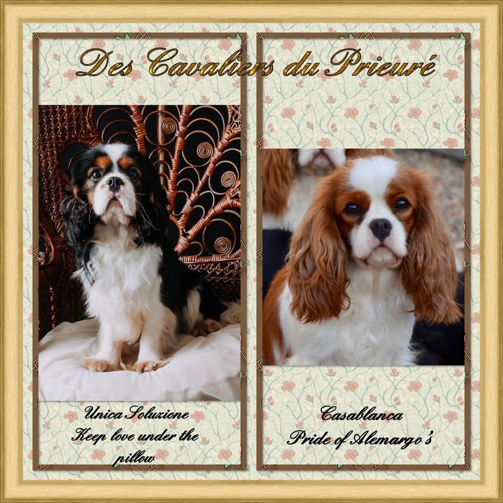 chiot Cavalier King Charles Spaniel Des Cavaliers Du Prieuré