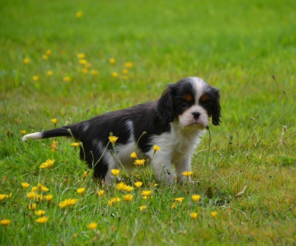Anyone can love or be loved Des Cavaliers Du Prieuré