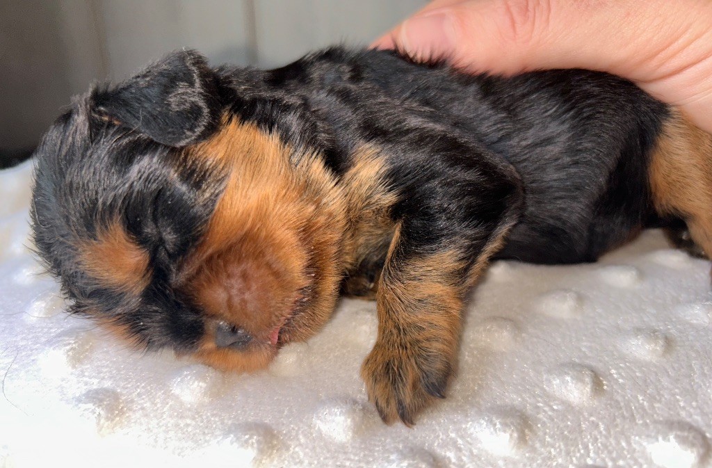 Les derniers bébés de l?année sont nés