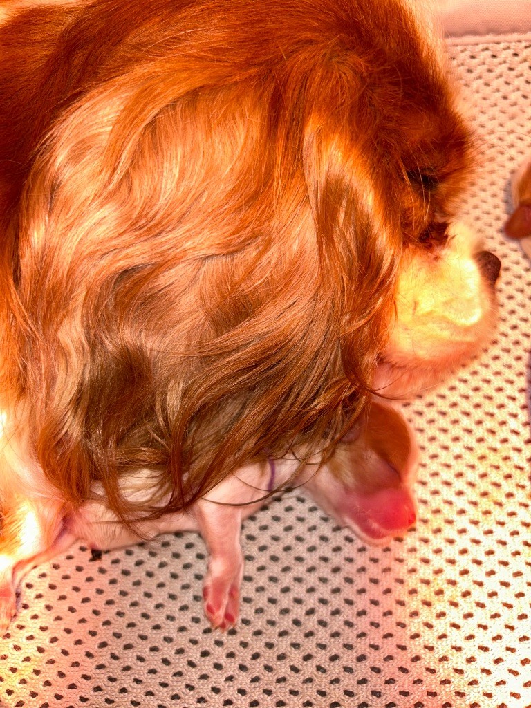 Des Cavaliers Du Prieuré - Chiots disponibles - Cavalier King Charles Spaniel