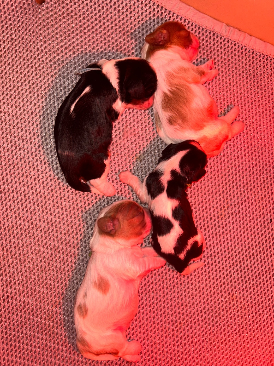 Des Cavaliers Du Prieuré - Cavalier King Charles Spaniel - Portée née le 04/02/2026