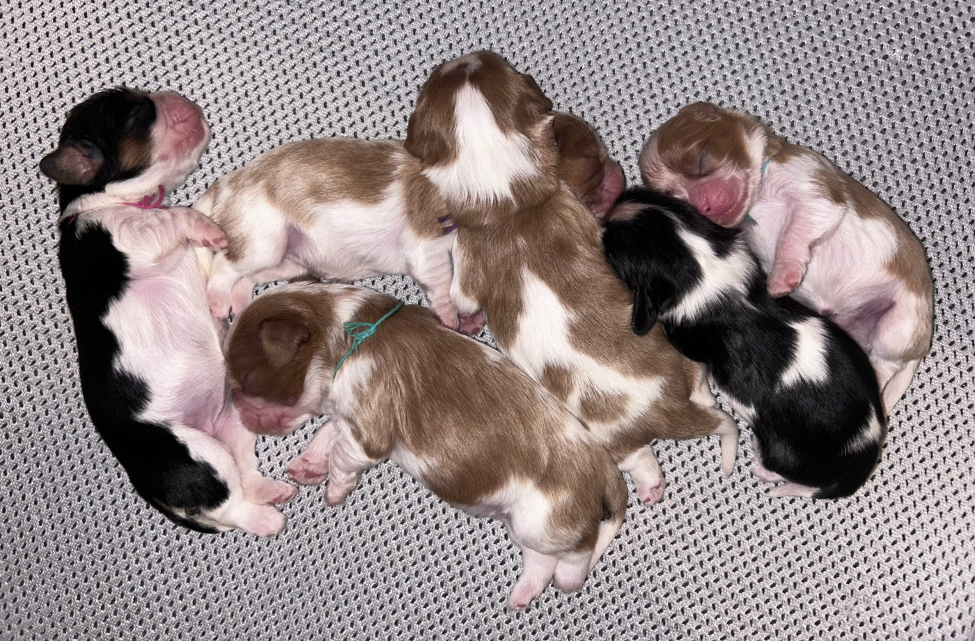 Des Cavaliers Du Prieuré - Chiots disponibles - Cavalier King Charles Spaniel