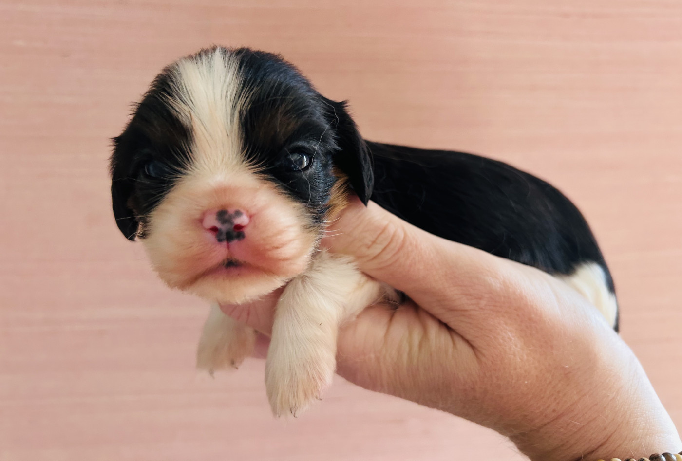 Chiot Cavalier King Charles Spaniel Des Cavaliers Du Prieuré