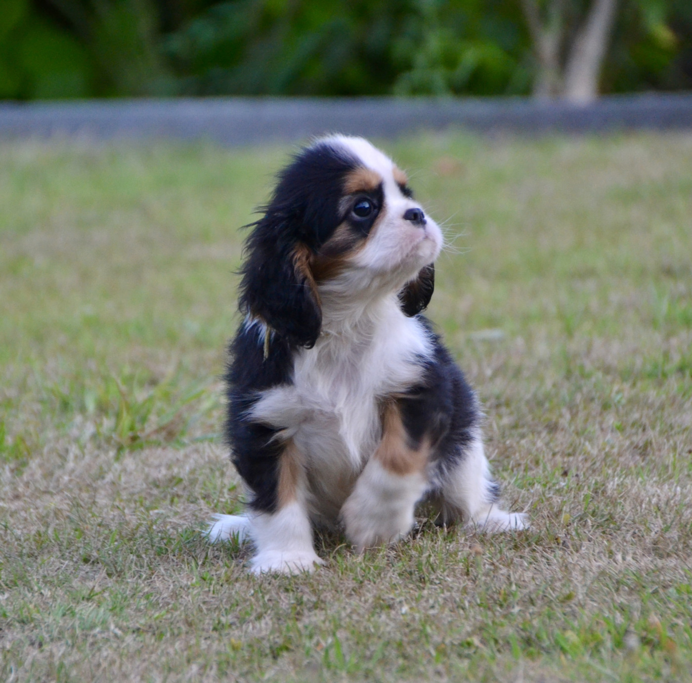 Des Cavaliers Du Prieuré - Cavalier King Charles Spaniel - Portée née le 28/06/2026
