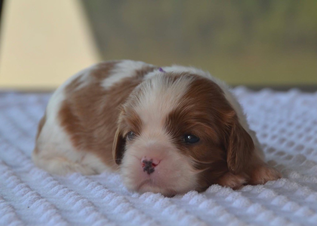 Des Cavaliers Du Prieuré - Chiots disponibles - Cavalier King Charles Spaniel