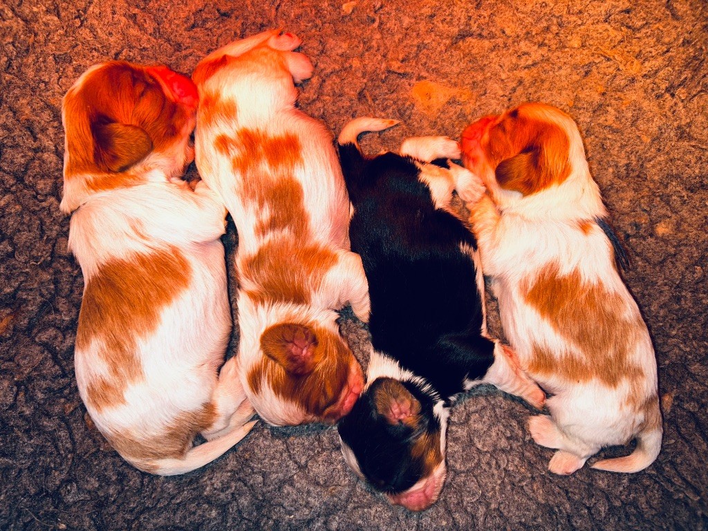 Des Cavaliers Du Prieuré - Cavalier King Charles Spaniel - Portée née le 28/09/2025