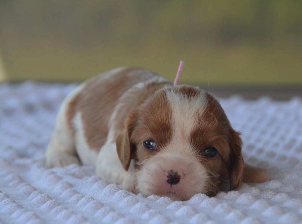 Des Cavaliers Du Prieuré - Chiots disponibles - Cavalier King Charles Spaniel