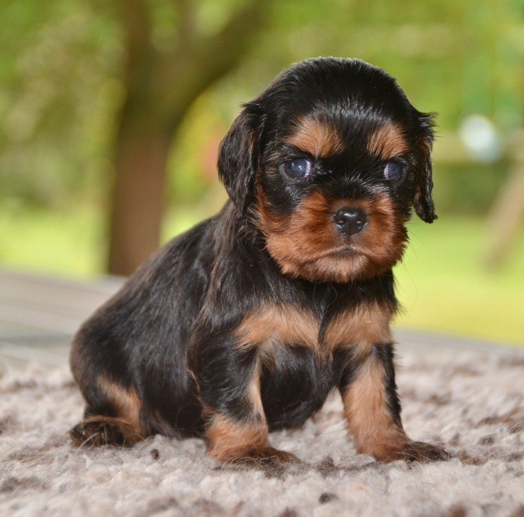 Des Cavaliers Du Prieuré - Chiots disponibles - Cavalier King Charles Spaniel