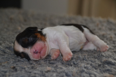 Mâle tricolore collier vert