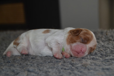 Mâle blenheim collier vert