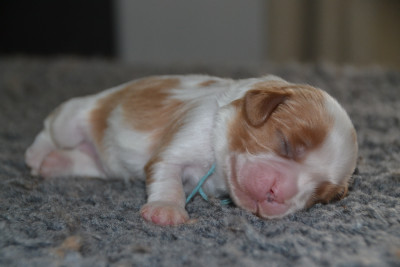 Mâle blenheim collier bleu
