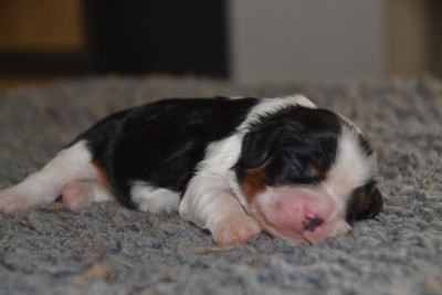 Mâle tricolore collier bleu