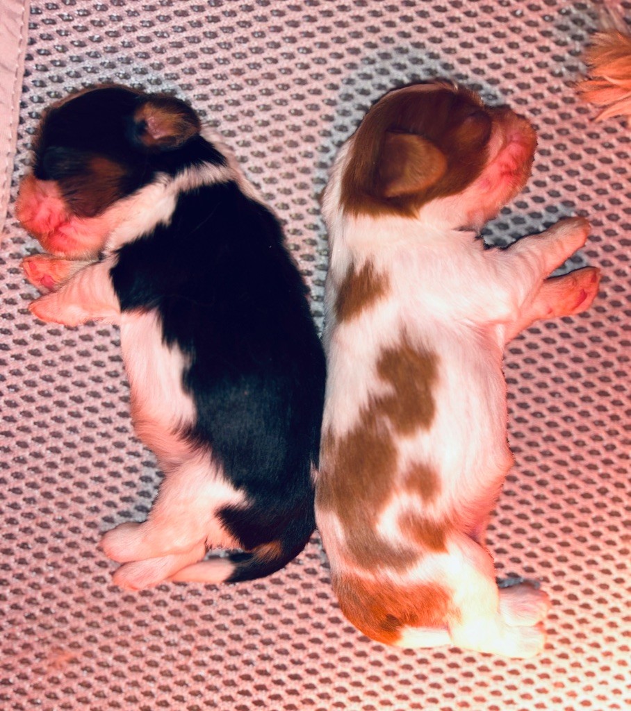 Chiot Cavalier King Charles Spaniel Des Cavaliers Du Prieuré