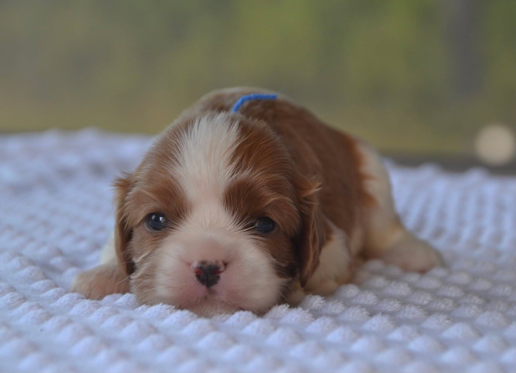 Des Cavaliers Du Prieuré - Chiots disponibles - Cavalier King Charles Spaniel