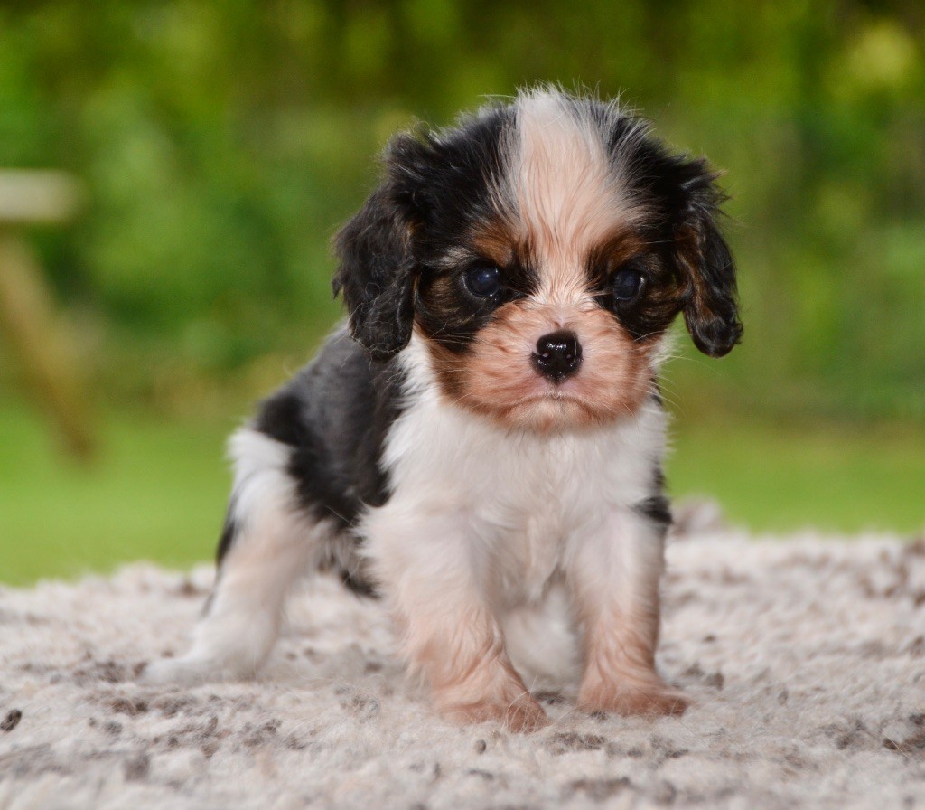 Des Cavaliers Du Prieuré - Chiots disponibles - Cavalier King Charles Spaniel